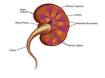 Renal cancer and cancer