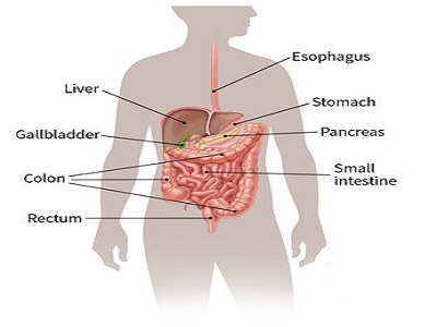 Stomach and Esophageal Cancer