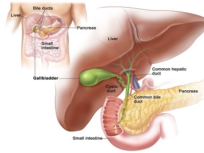 Liver and Gall Bladder Cancer